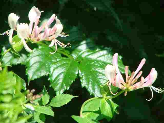 lonicera roza
